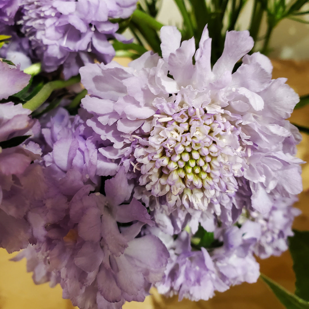 FlowerWorks Heidelberg