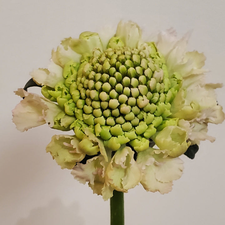 FlowerWorks Heidelberg