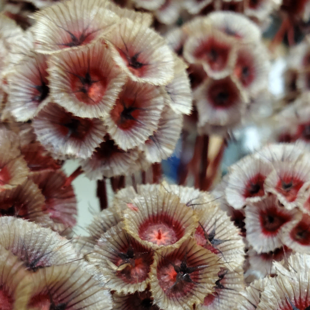 FlowerWorks Heidelberg