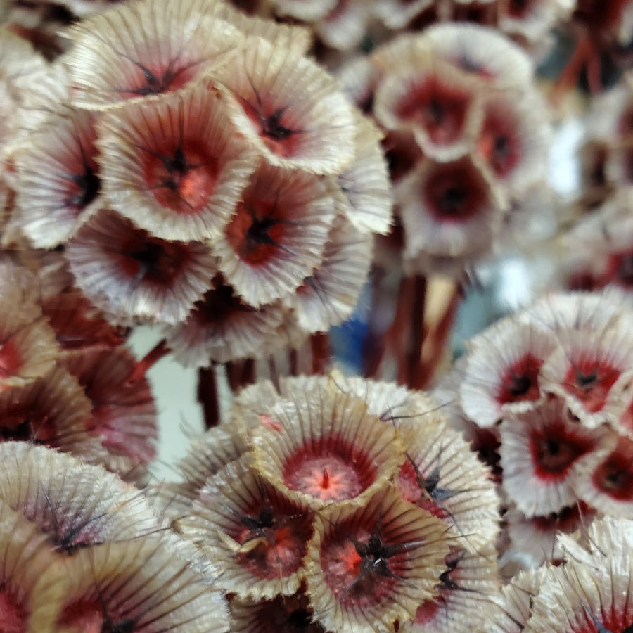 FlowerWorks Heidelberg