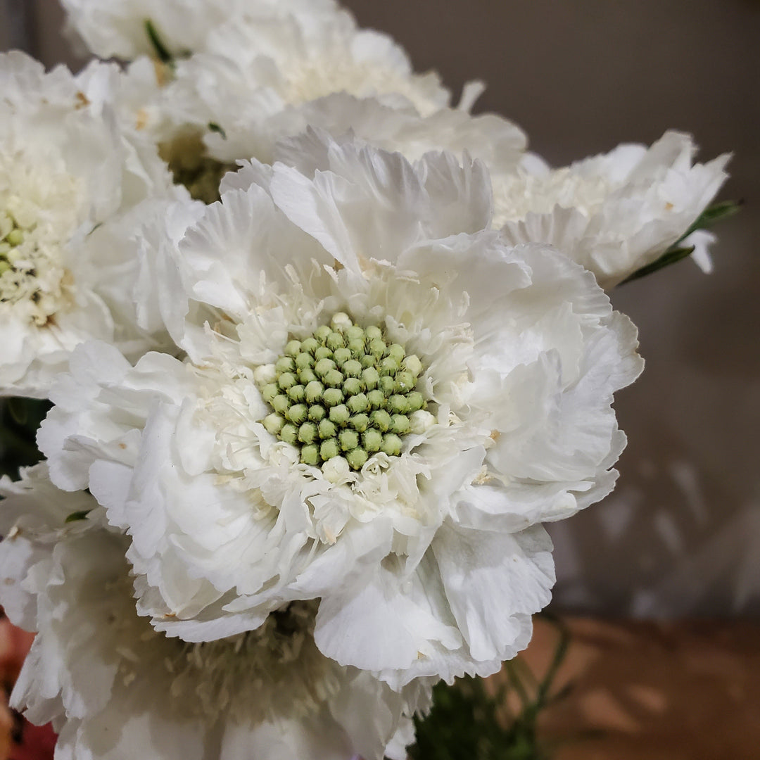 FlowerWorks Heidelberg