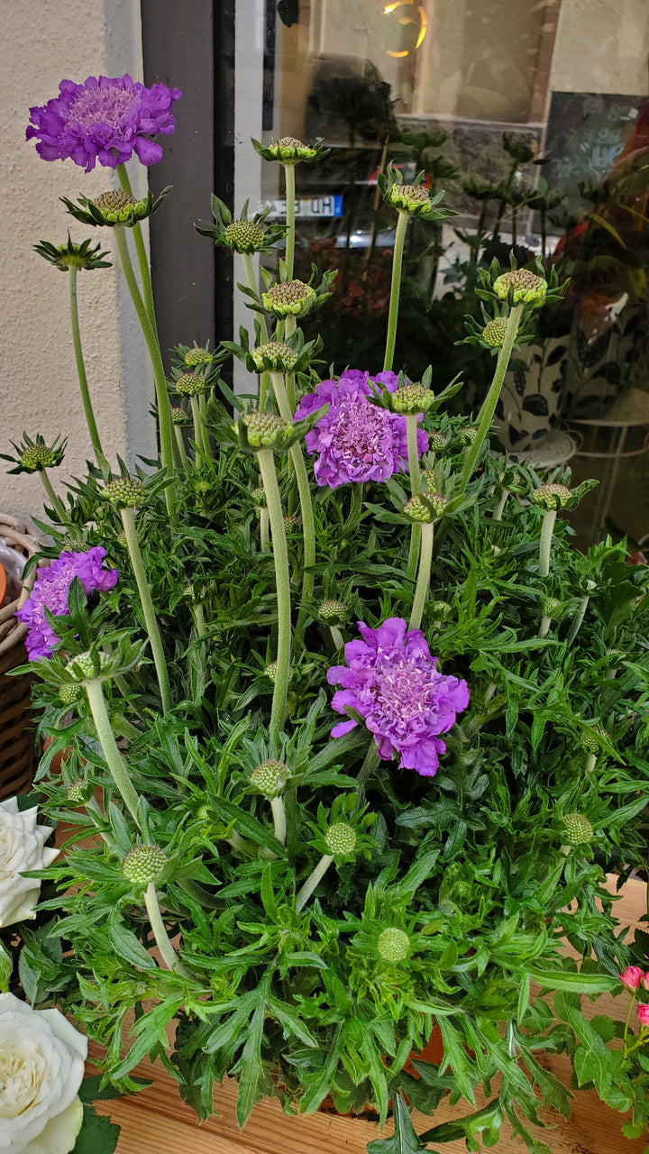 Blumenladen in Heidelberg