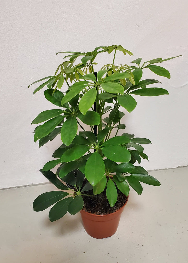 FlowerWorks Heidelberg