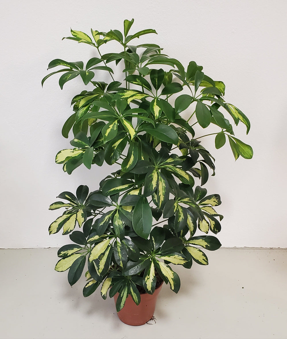 FlowerWorks Heidelberg