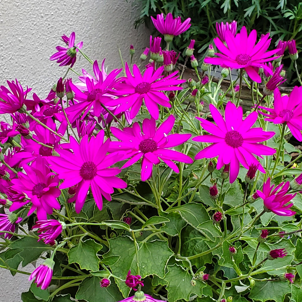 FlowerWorks Heidelberg