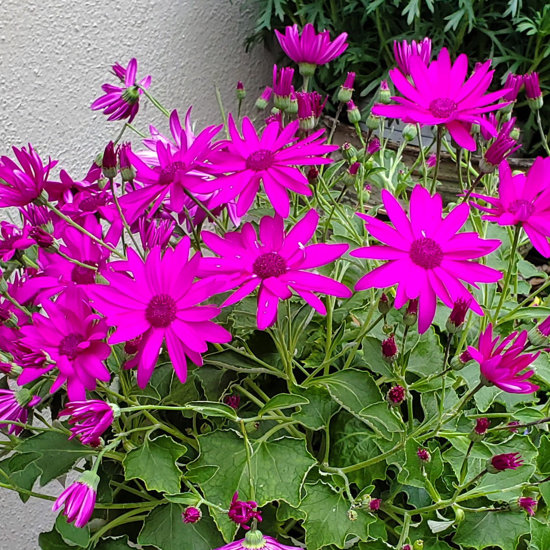 FlowerWorks Heidelberg