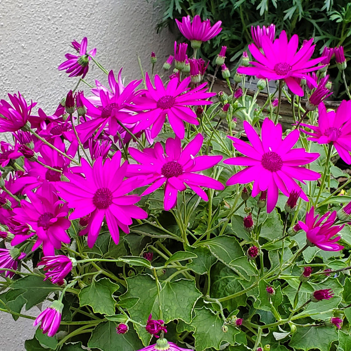 FlowerWorks Heidelberg