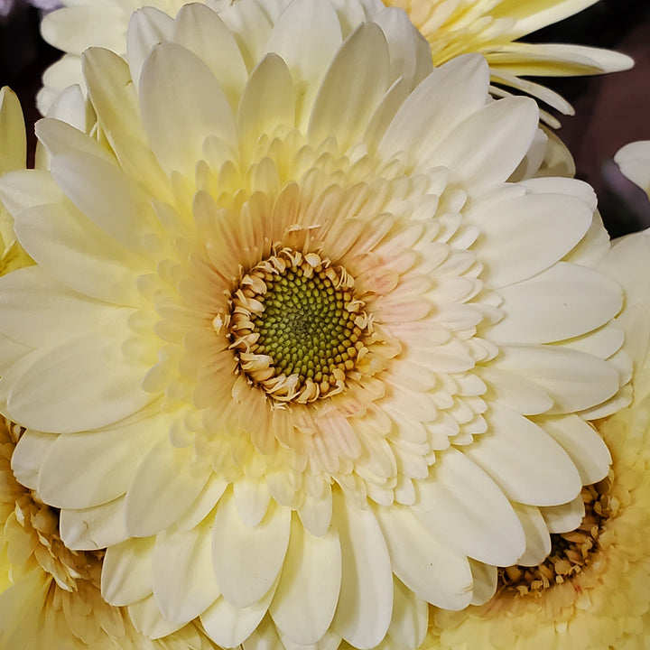 Blumen 
