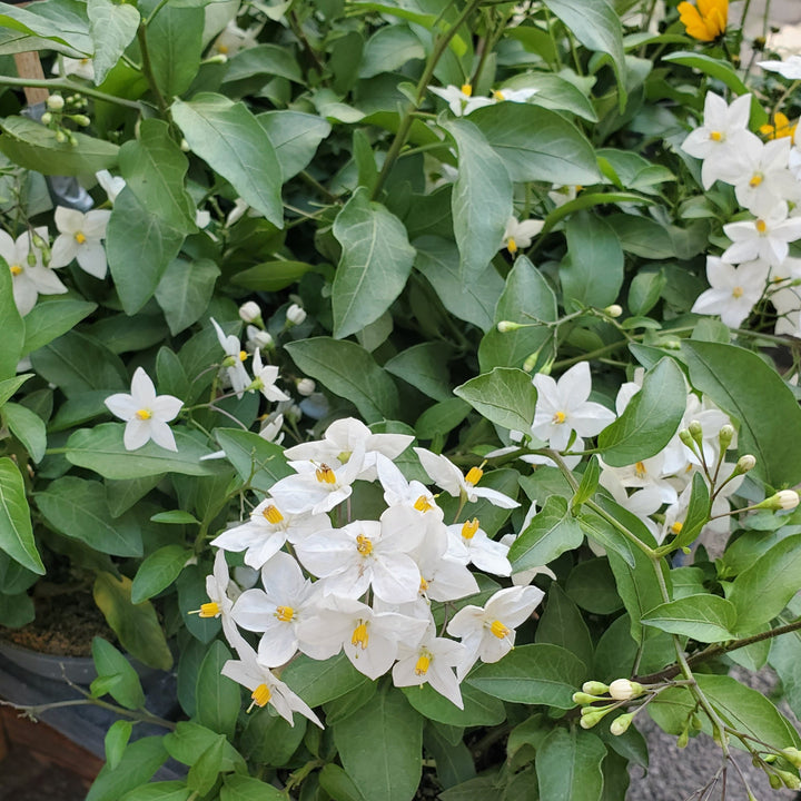 Blumen in  Heidelberg