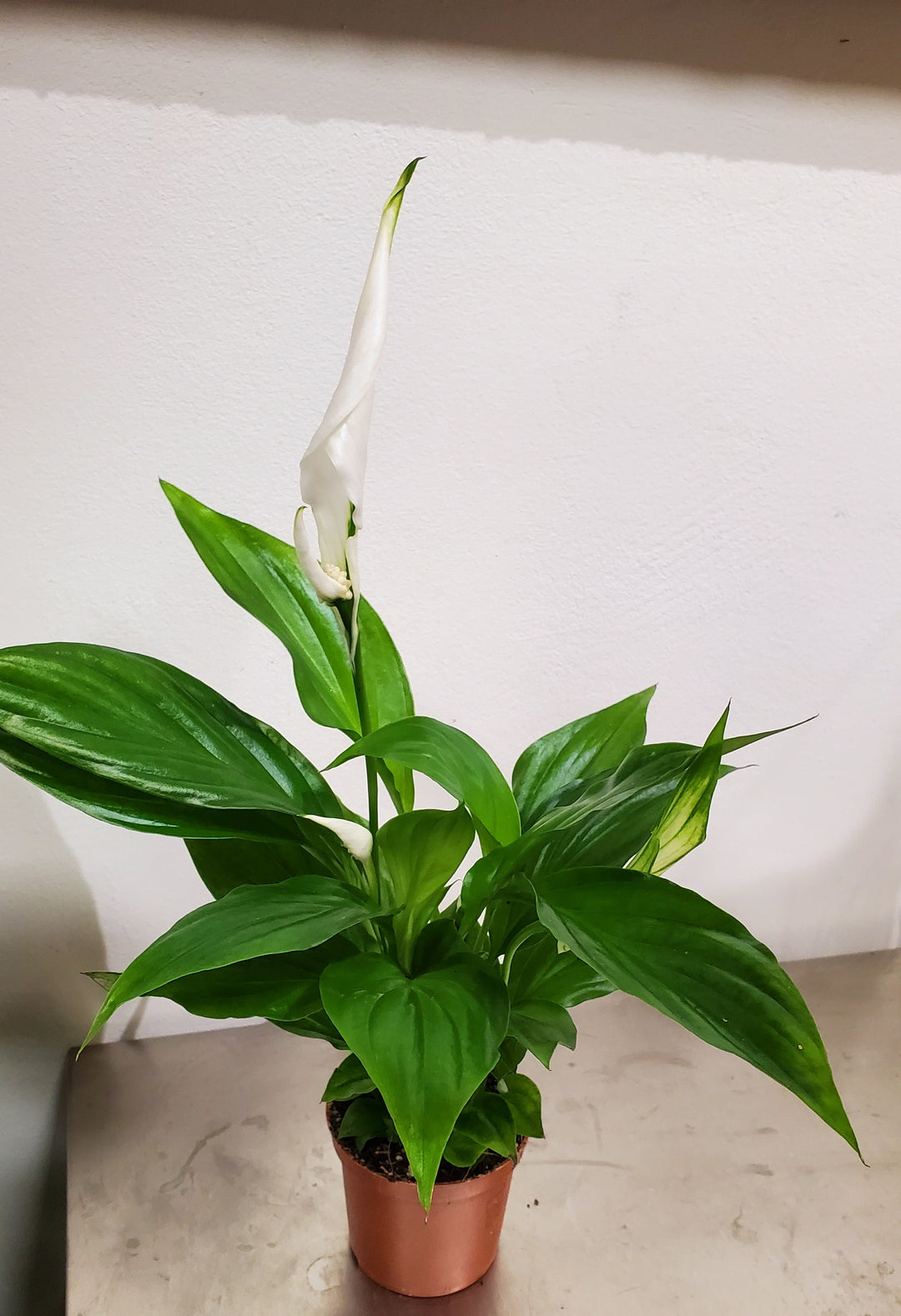 FlowerWorks Heidelberg