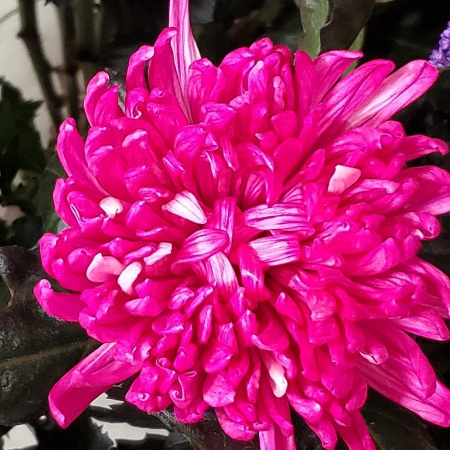 FlowerWorks Heidelberg