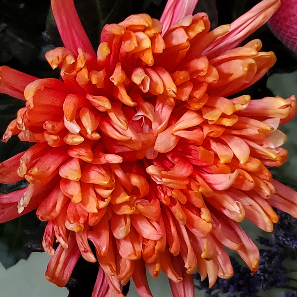 FlowerWorks Heidelberg