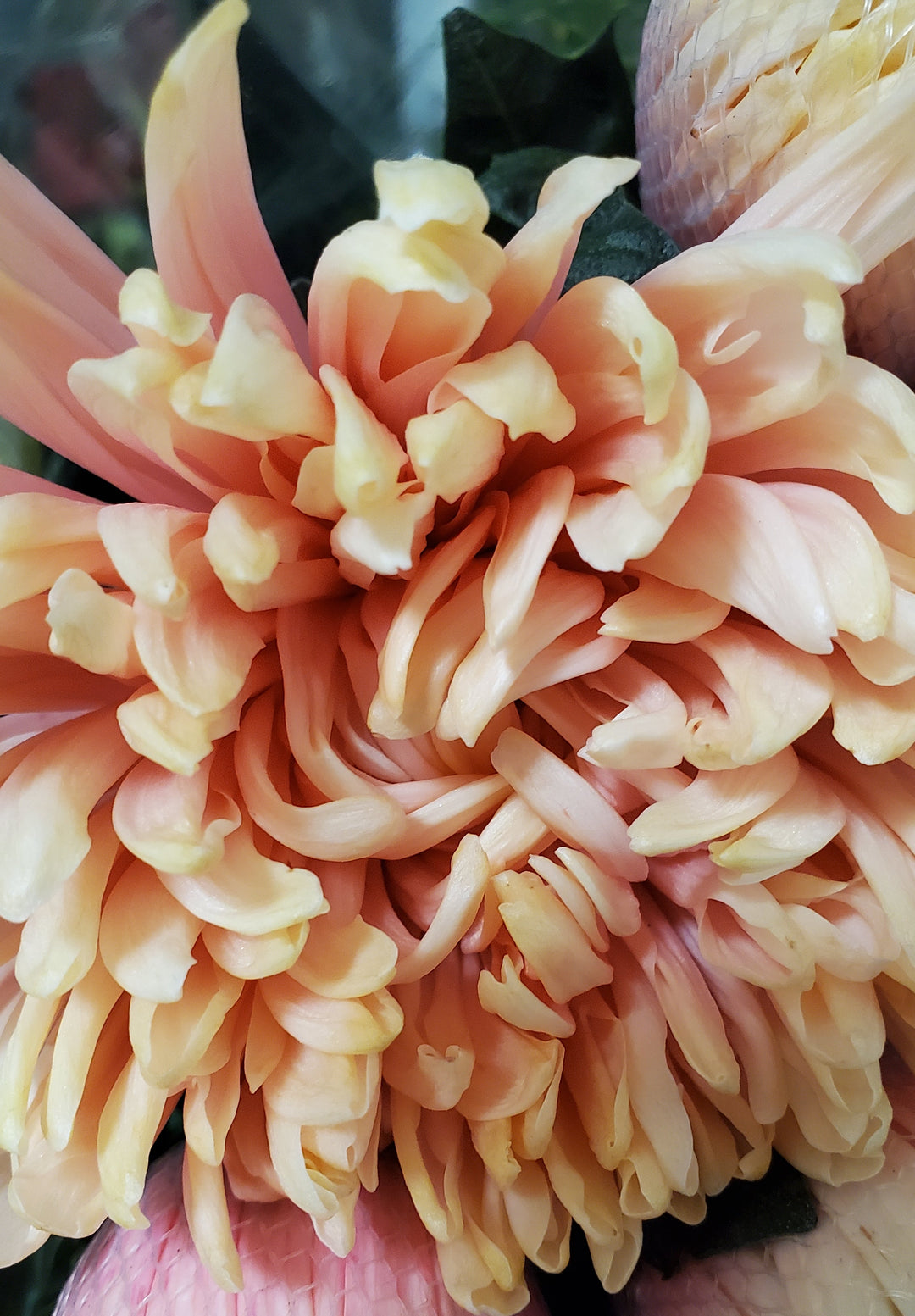 FlowerWorks Heidelberg