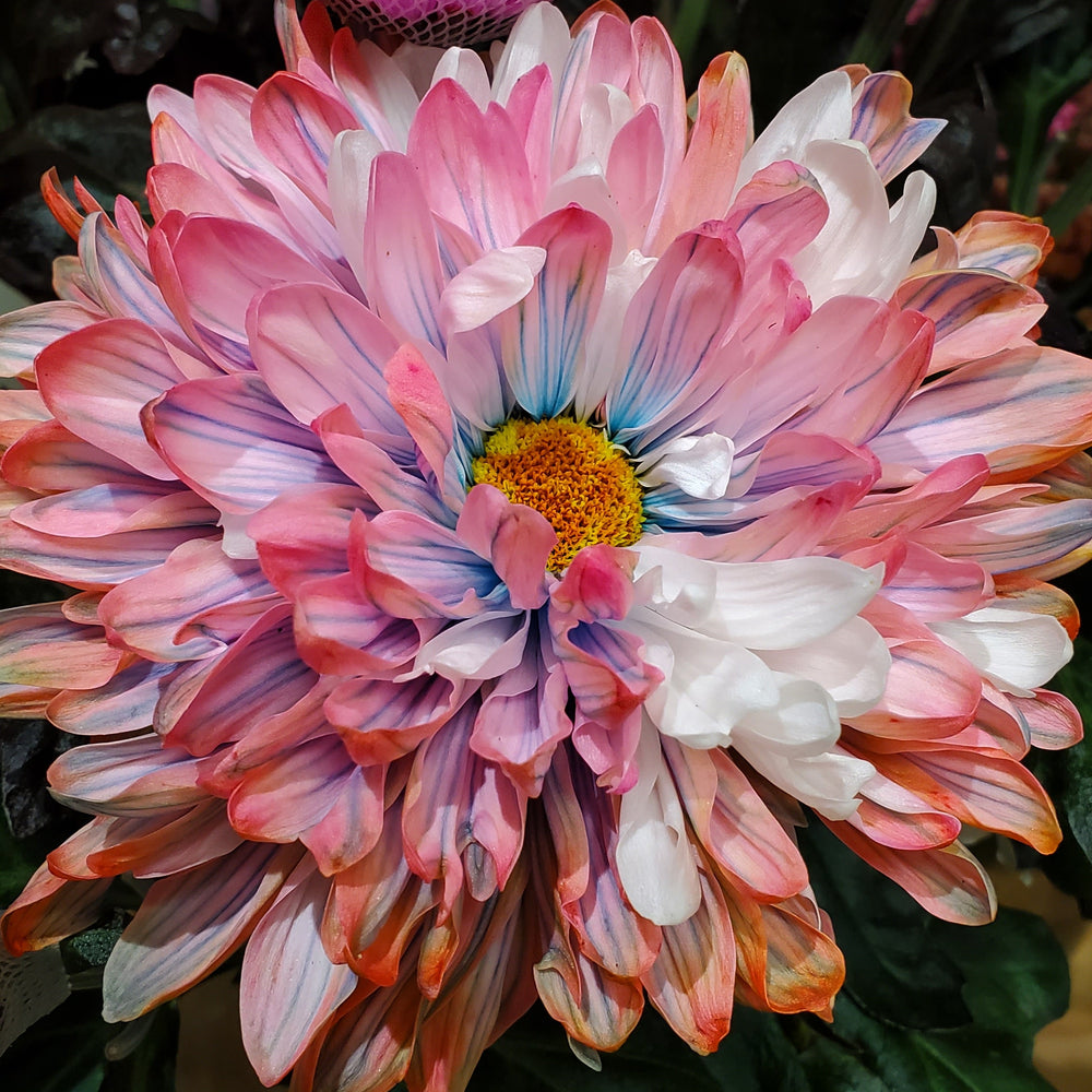 FlowerWorks Heidelberg