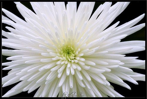 Chrysantheme Spider