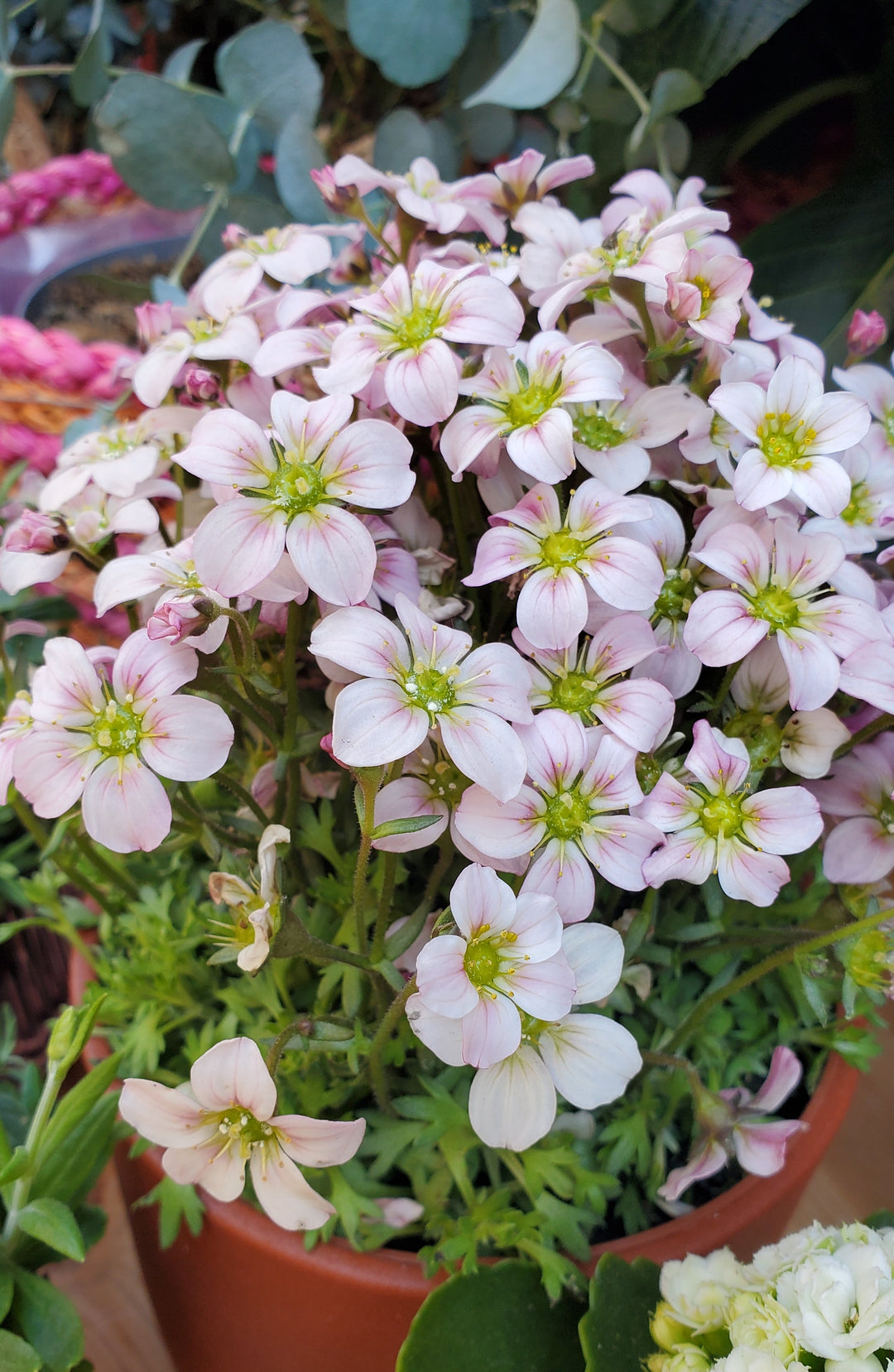 Blumen in  Heidelberg