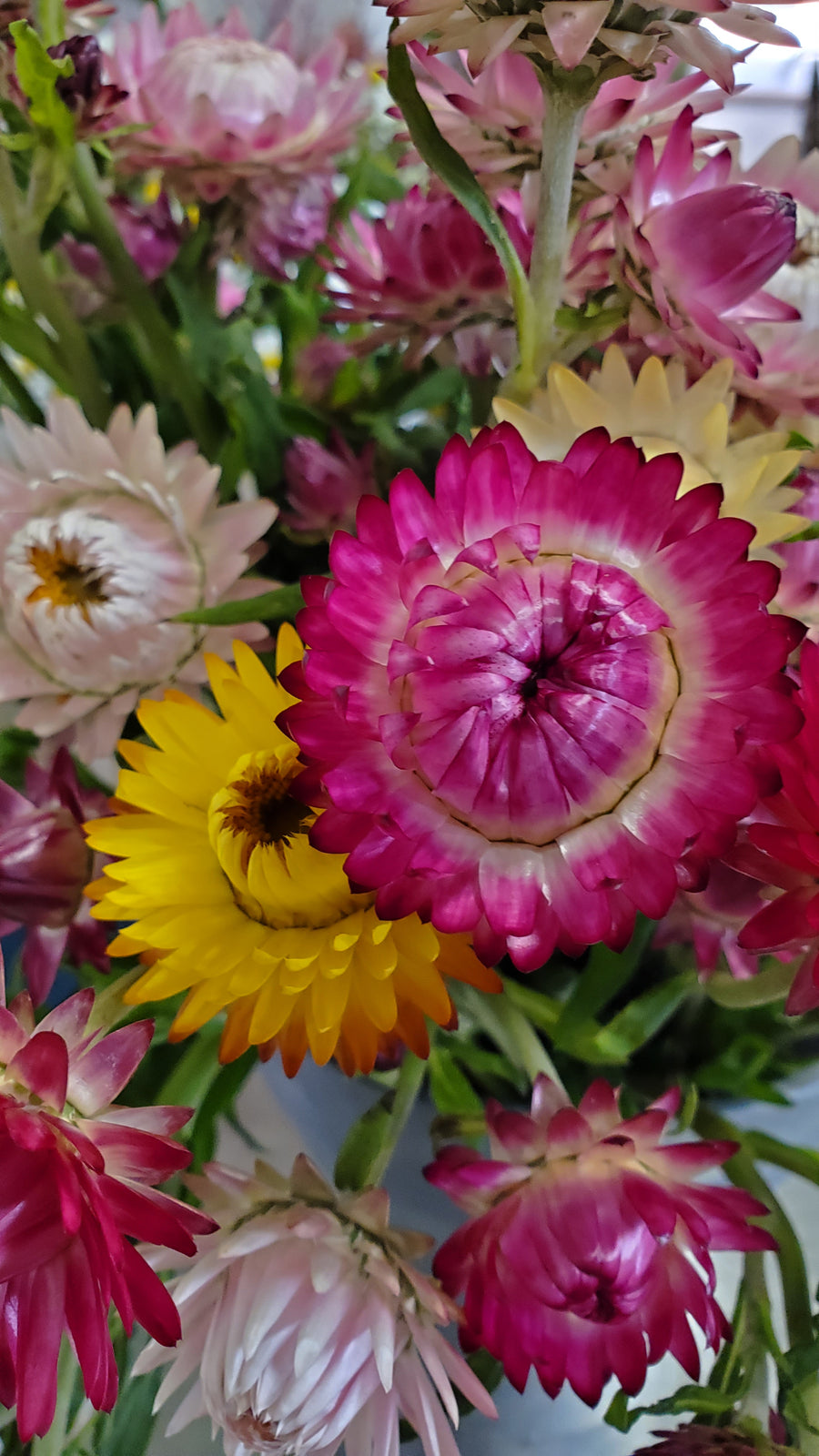 Blumen in Heidelberg