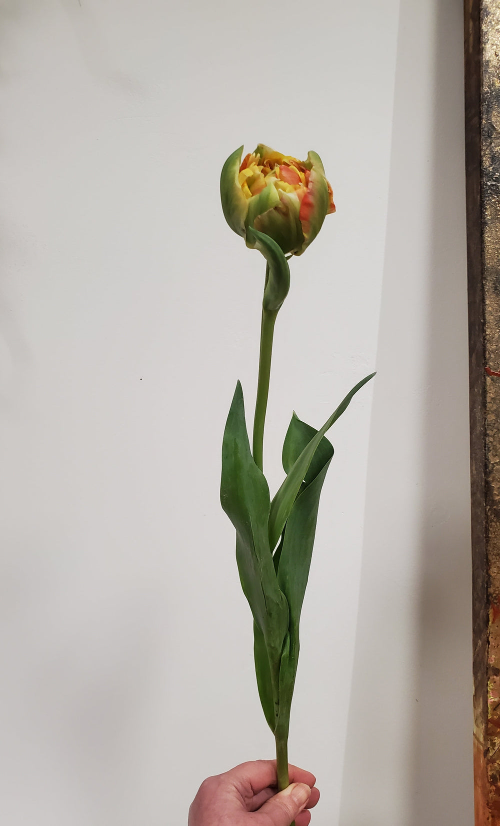 FlowerWorks Heidelberg