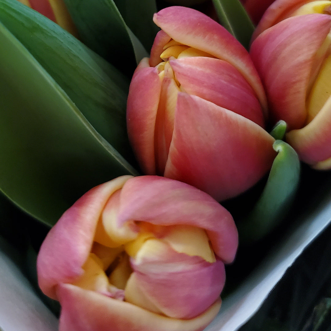 FlowerWorks Heidelberg