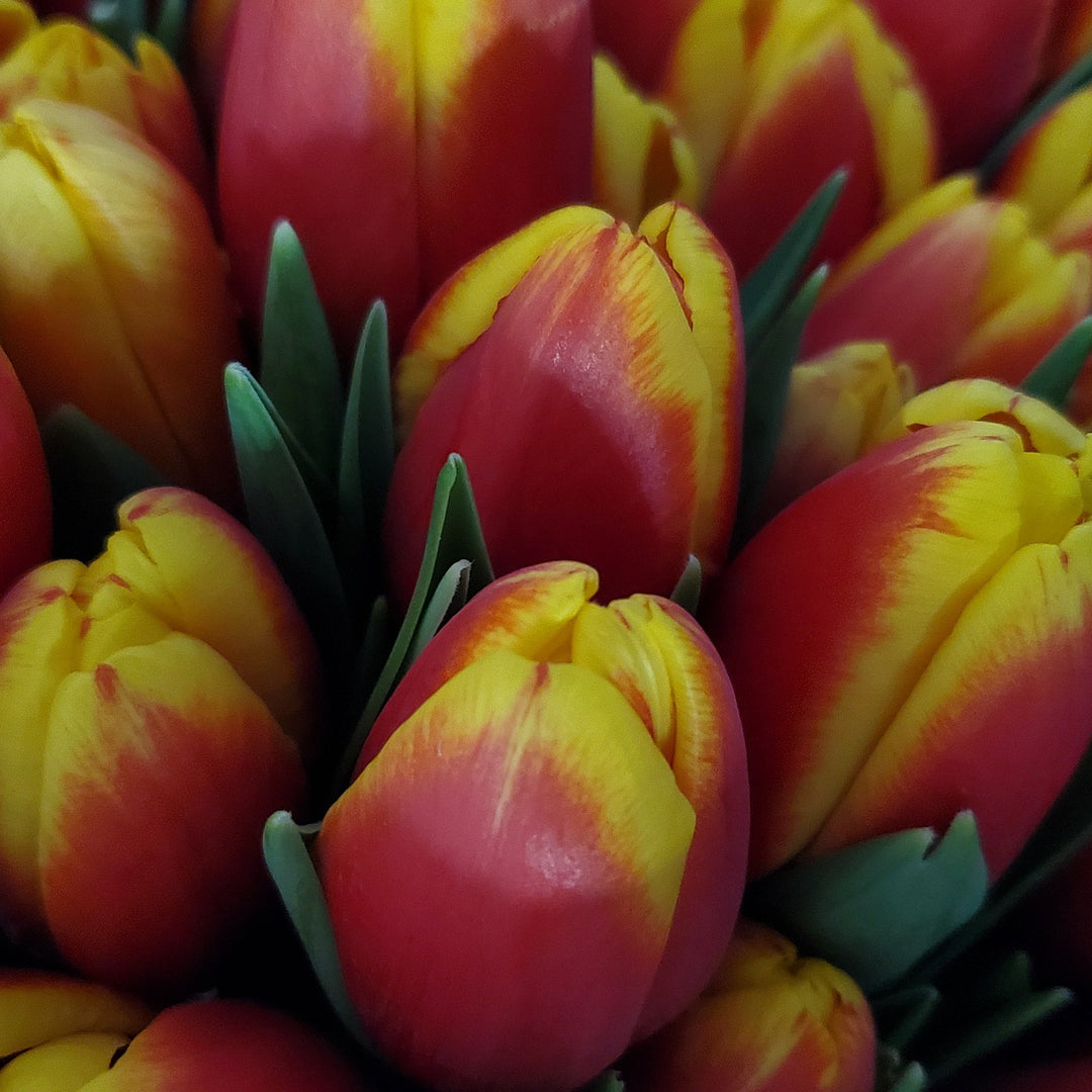 FlowerWorks Heidelberg