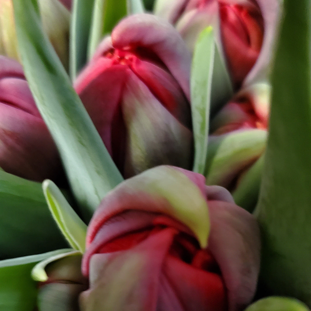 FlowerWorks Heidelberg