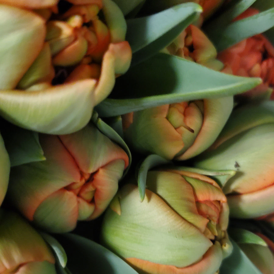 FlowerWorks Heidelberg