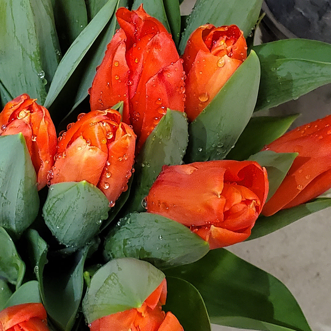 FlowerWorks Heidelberg