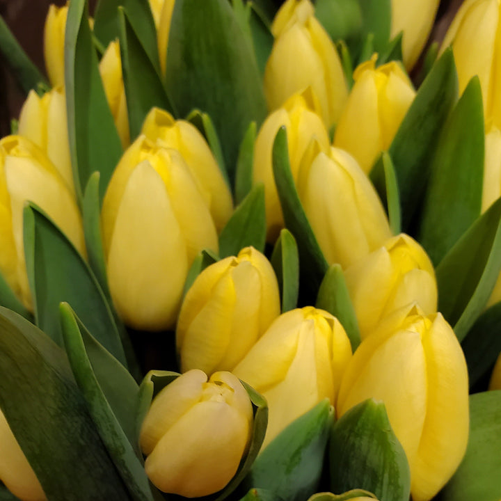 FlowerWorks Heidelberg