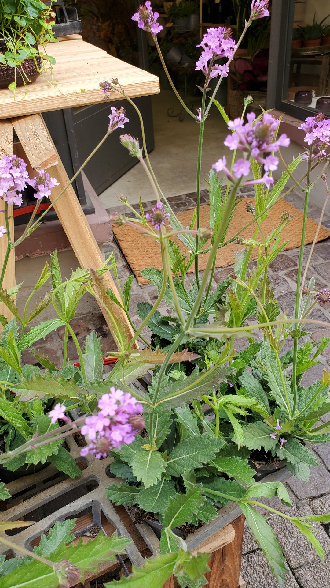 Blumenladen in Heidelberg