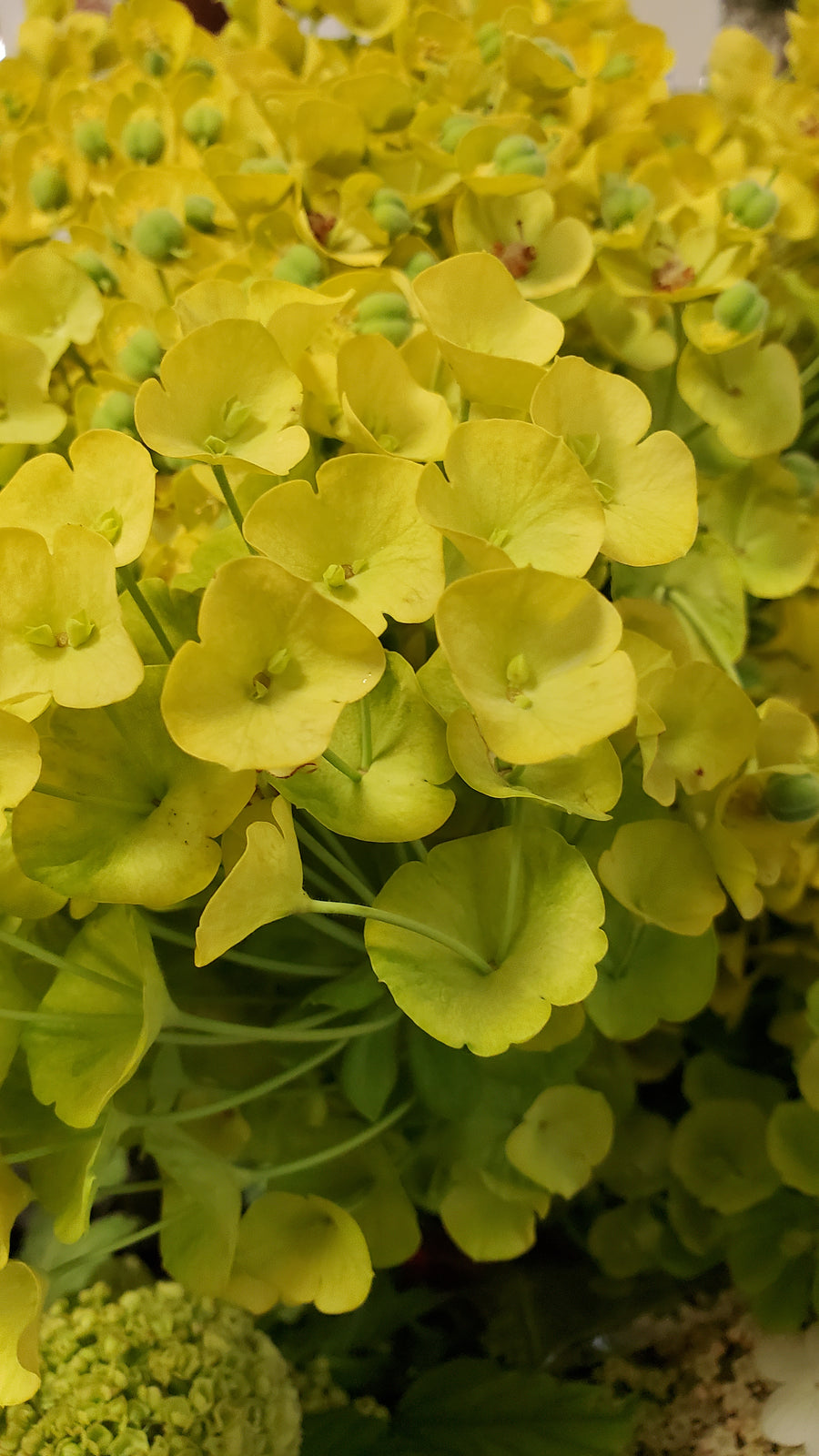 Blumen in Heidelberg