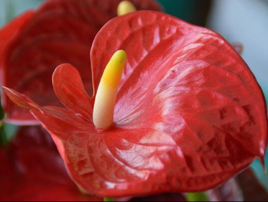 FlowerWorks Heidelberg