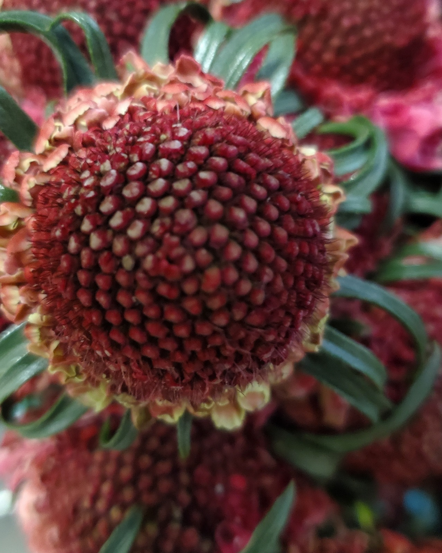 FlowerWorks Heidelberg