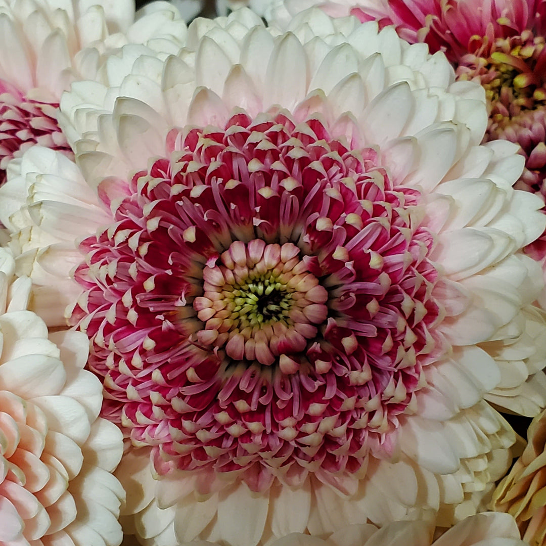 Blumen