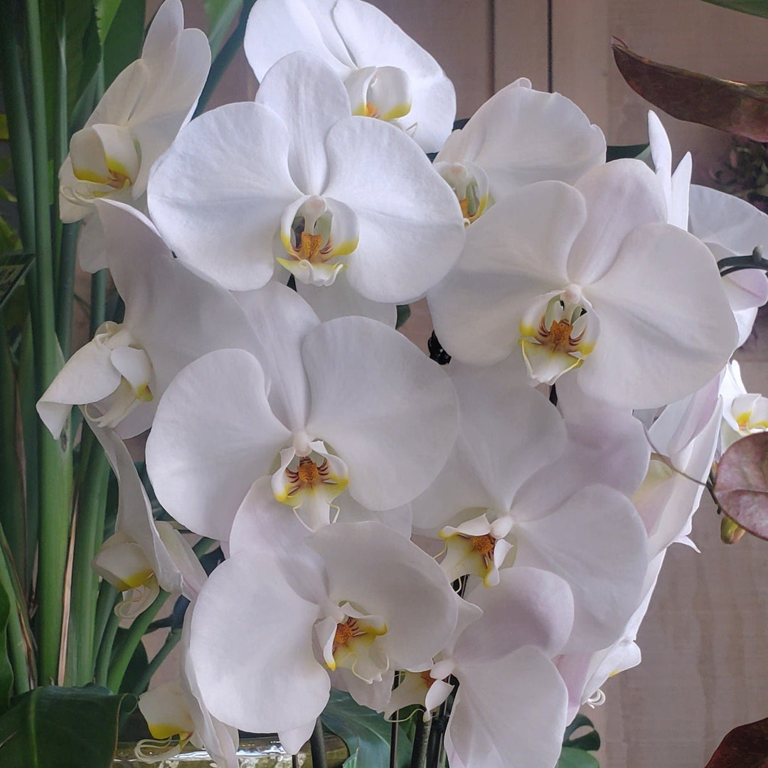 Orchid
