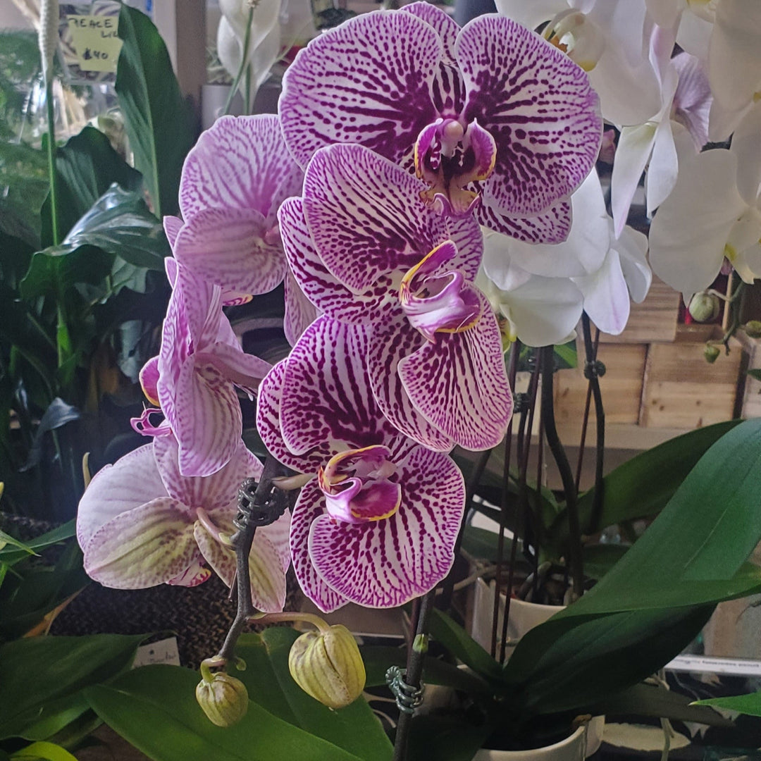 Phalaenopsis Orchidee