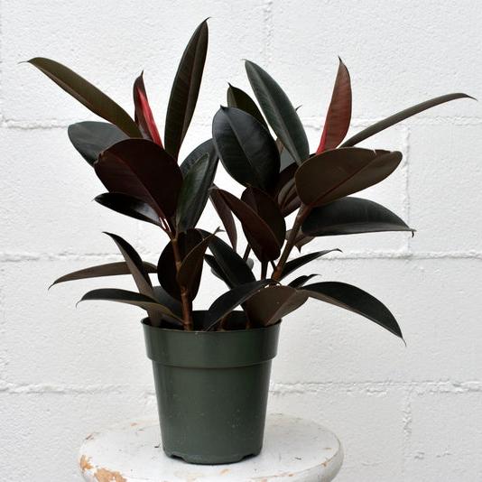 Ficus elastica 6 inch