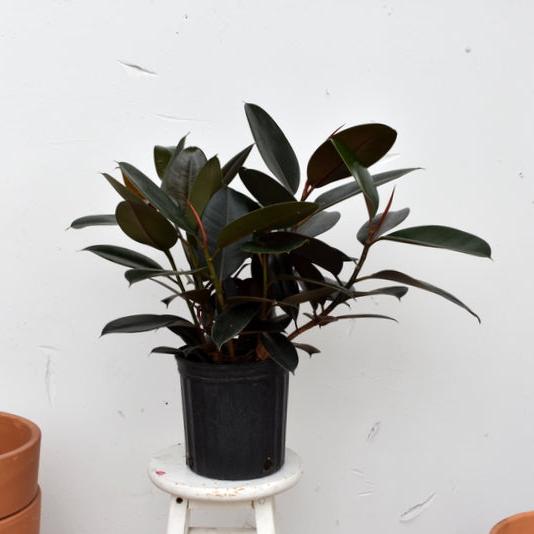 Ficus elastica 8 inch