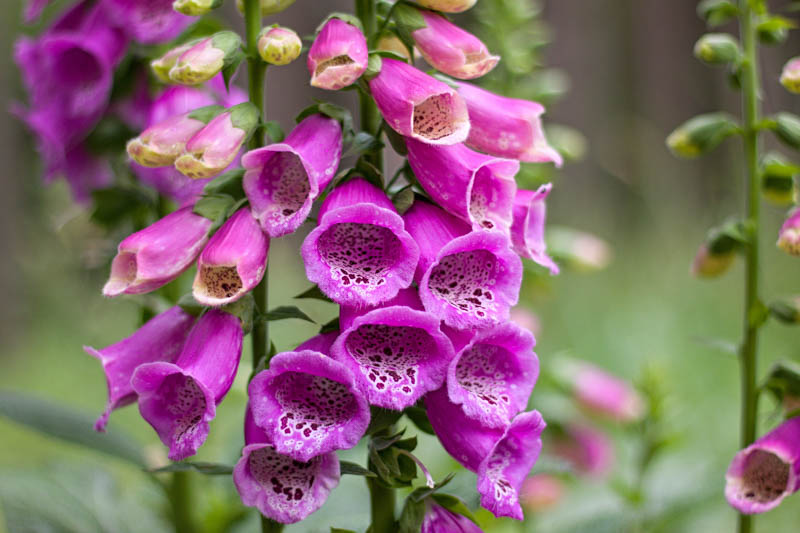 Digitalis